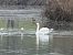 Cigno reale (Cygnus olor) © Maria Rita Gelso