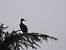 Cormorano (Phalacrocorax carbo) © Maria Rita Gelso
