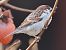 Italian Sparrow (Passer italiae) © Horand Maier