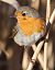 Pettirosso (Erithacus rubecula) © Horand Maier