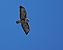 Poiana (Buteo buteo) © Marco Esposito