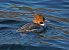 Smergo maggiore (Mergus merganser) © Marco Esposito