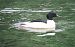 Smergo maggiore (Mergus merganser) © Marco Esposito