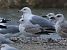 Gavina (Larus canus) © Enrico Viganò