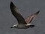Gabbiano pontico (Larus cachinnans) © Enrico Viganò