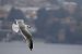 Gavina (Larus canus) © Francesco Ornaghi