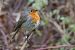 Pettirosso (Erithacus rubecula) © Filippo Ferraioli