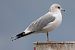 Goéland cendré (Larus canus) © Filippo Ferraioli