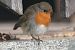 Pettirosso (Erithacus rubecula) © Filippo Ferraioli