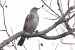 Cesena (Turdus pilaris) © Filippo Ferraioli