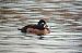Ring-necked Duck  - Lorenzo Dalla Libera