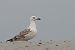 Gabbiano pontico (Larus cachinnans) © Lorenzo Dalla Libera