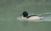 Smergo maggiore (Mergus merganser) © Mauro Fenati