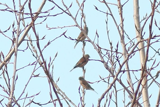 Fanello  - Maurizio Lupi