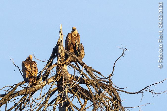 Grifone  - Fabrizio Florit (FVG)
