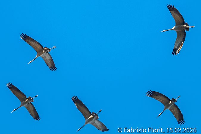 Gru  - Fabrizio Florit (FVG)