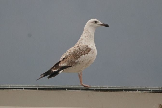 Gabbiano pontico  - Giuseppe Colombo