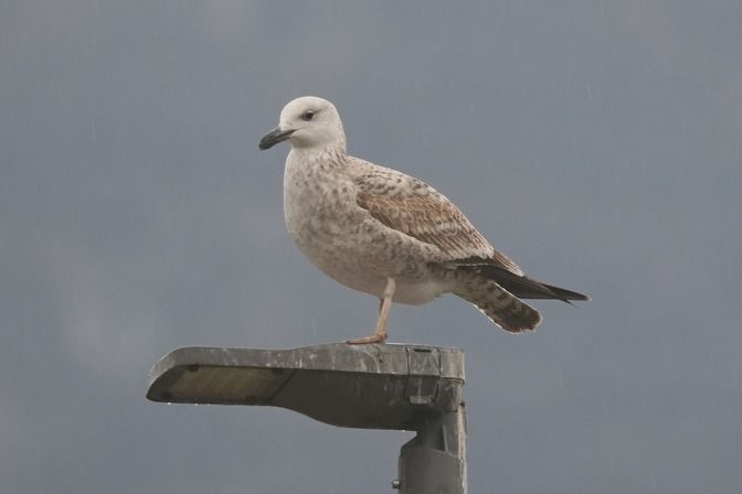 Gabbiano pontico  - Giuseppe Colombo
