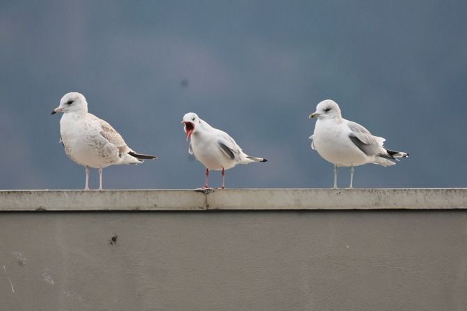 Gavina  - Giuseppe Colombo