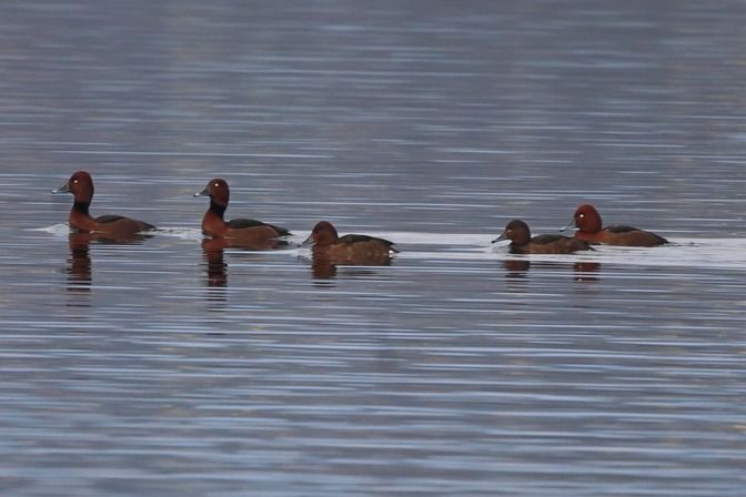 Moretta tabaccata  - Giuseppe Colombo