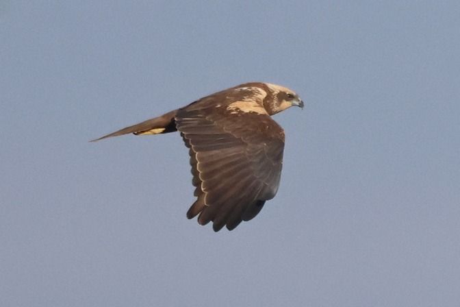 Falco di palude  - Giuseppe Colombo