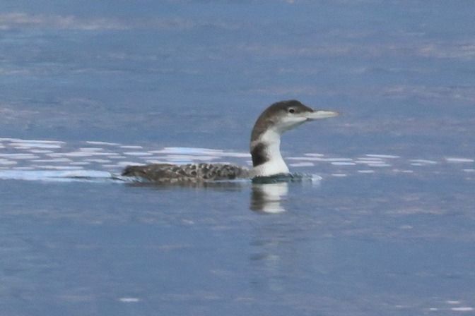 Strolaga maggiore  - Giuseppe Colombo