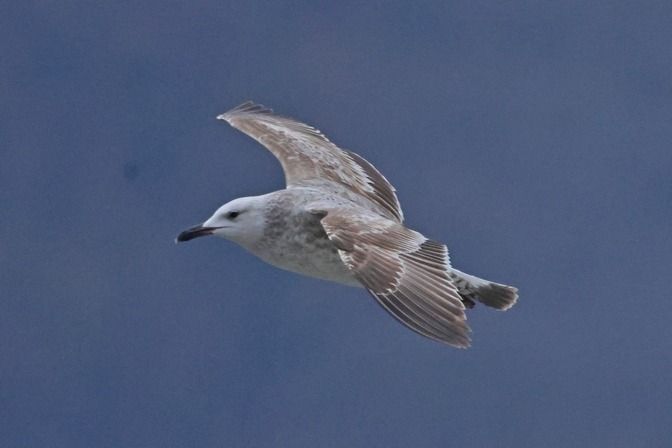 Gabbiano pontico  - Giuseppe Colombo