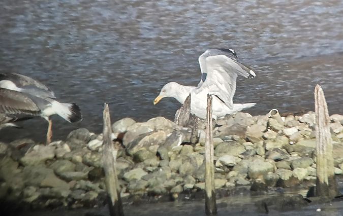 Gabbiano nordico  - Cesare Rovelli