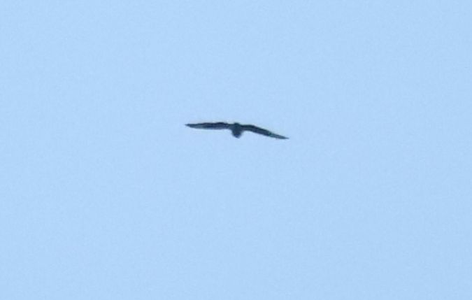 Gufo di palude  - Luca Boscain