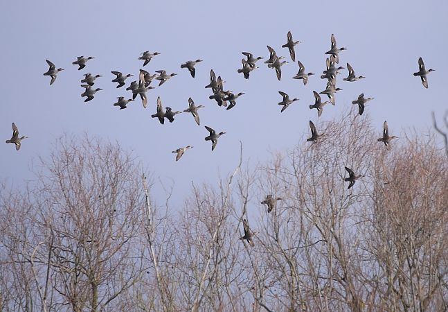 Alzavola  - Luca Boscain