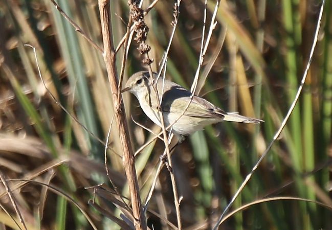 Luì siberiano  - Luca Boscain