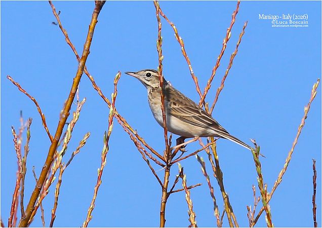 Calandro maggiore  - Luca Boscain