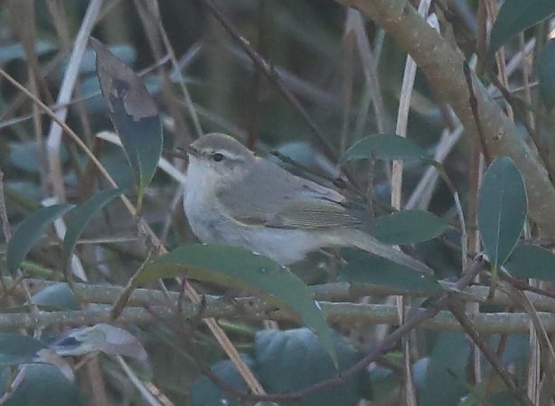 Luì siberiano  - Luca Boscain