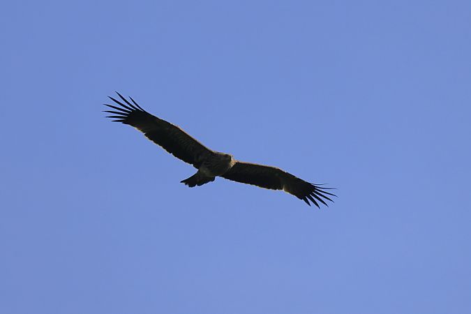 Aquila imperiale  - Marco Artioli