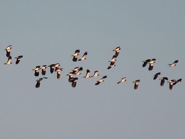 Pavoncella  - Andrea Angiari