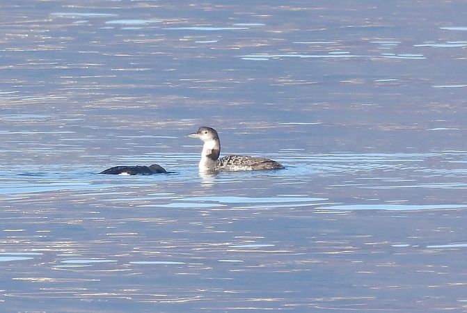 Strolaga maggiore  - Simone Bocca