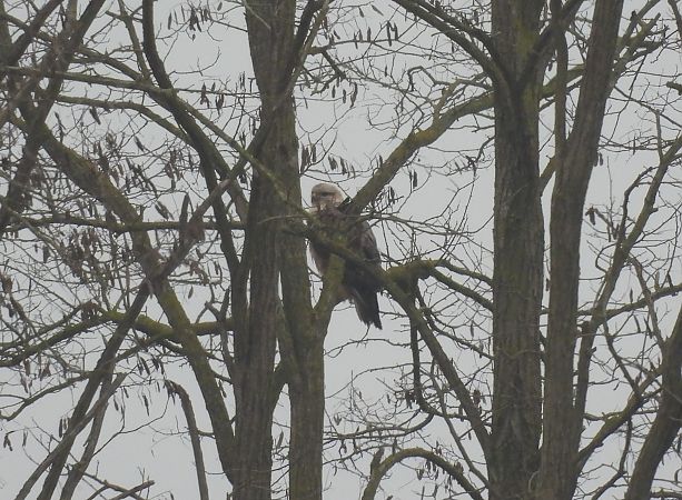 Poiana codabianca  - Simone Bocca
