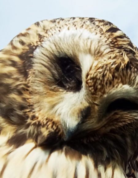 Gufo di palude  - Pietro Di Bari