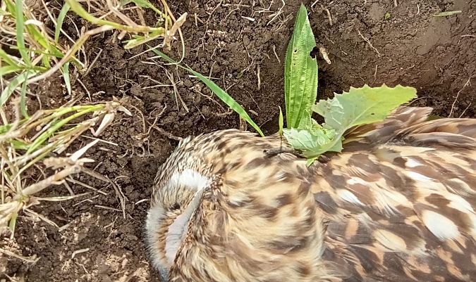 Gufo di palude  - Pietro Di Bari