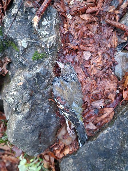 Fringuello  - Olmo Marazzani