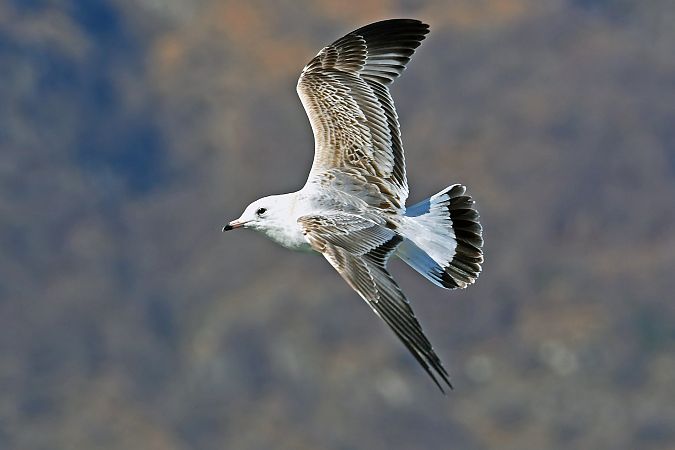 Gavina siberiana  - Alfio Sala