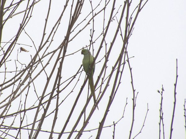 Parrocchetto dal collare  - Enrico Catalano