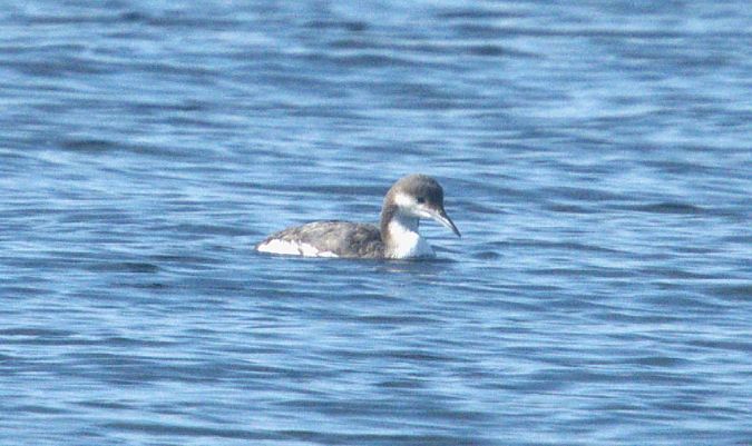 Strolaga mezzana  - Giuseppe Speranza