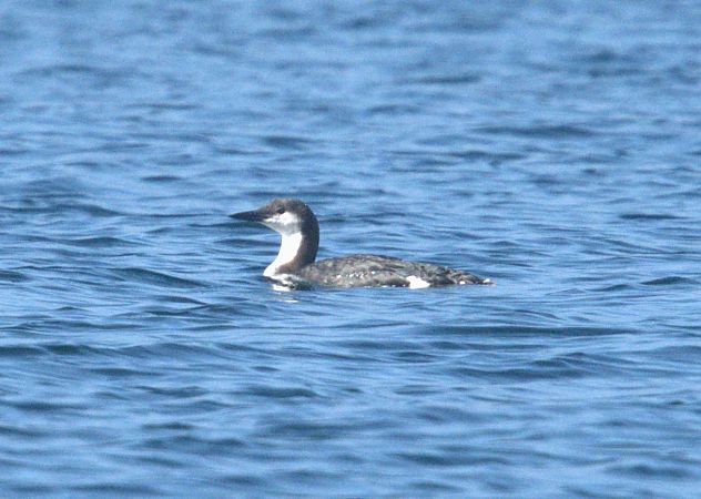 Strolaga mezzana  - Giuseppe Speranza