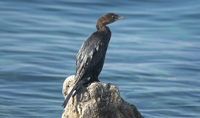 Marangone minore  - Giuseppe Speranza