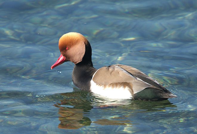 Fistione turco  - Giuseppe Speranza