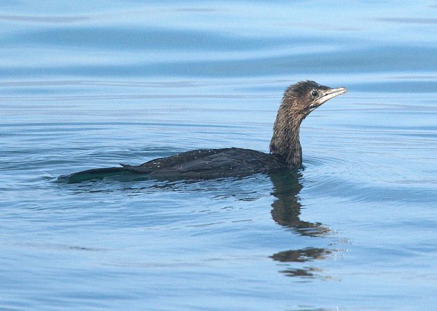 Pygmy Cormorant  - Giuseppe Speranza