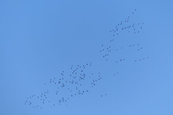 Gru  - Lorenzo Cocco