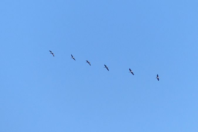 Gru  - Lorenzo Cocco