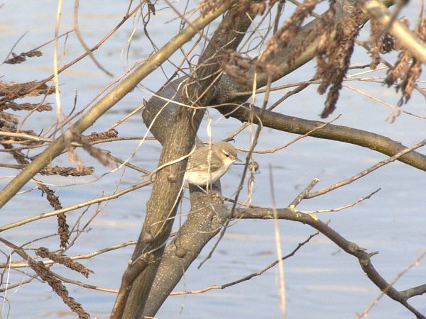 Luì siberiano  - Donatella Rottichieri